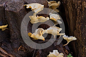 Fungi that grow on the bark of the dead tree