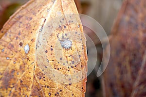 Fungi grow on a hydrangea leaf about to be wilted.