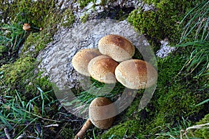 Fungi growing at the base of a tree.