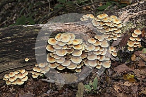 Hongos creciente sobre el muerto un árbol 