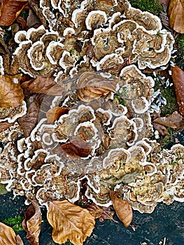 Fungi growing on a fallen tree