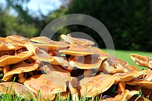 Fungi growing in grass, low view.