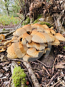 Fungi growing on heathland