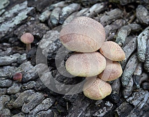 Fungi growing out of roots of a Ponytail tree.