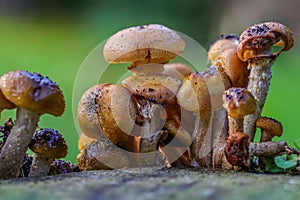 Fungi growing on a recently felled tree trunk.