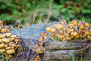 Fungi growing on a recently felled tree trunk.