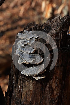 Fungi growing on stump