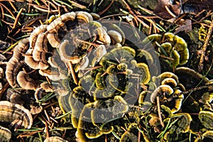 Fungi growing on a tree stump