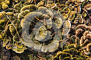 Fungi growing on a tree stump