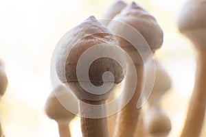 Fungi hallucinogen. Fresh Psilocybin shroom. Psilocybin cubensis mushroom.