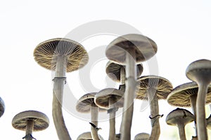 Fungi hallucinogen. Fresh Psilocybin shroom. Psilocybin cubensis mushroom. Growing Albino A strain