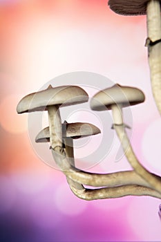 Fungi hallucinogen. Fresh Psilocybin shroom. Psilocybin cubensis mushroom. Hallucinogenic Psychedelic drug