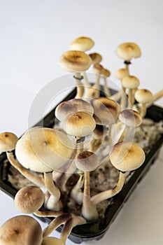 Fungi hallucinogen. Growing Albino A strain. Magic shroom. Psilocybin cubensis mushroom. Fresh Psilocybin shroom