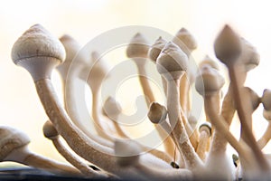 Fungi hallucinogen. Growing Albino A strain. Medical research of psilocybin . growing Albino A strain