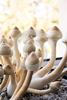 Fungi hallucinogen. Growing Albino A strain. Medical research of psilocybin . Psilocybin cubensis mushroom