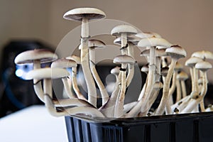 Fungi hallucinogen. Growing Albino A strain.Psilocybin cubensis mushroom