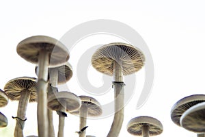 Fungi hallucinogen. Psilocybin cubensis mushroom. Growing Albino A strain. Medical research of psilocybin