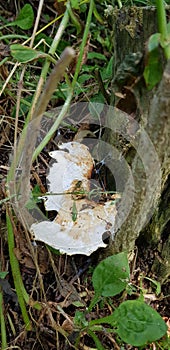 Fungi in hedge bottom Lochmaben Lockerbie