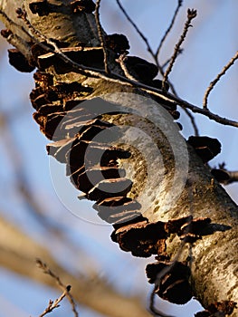 Fungi,Inonotus mikadoi, acervate on cherry blossom tree