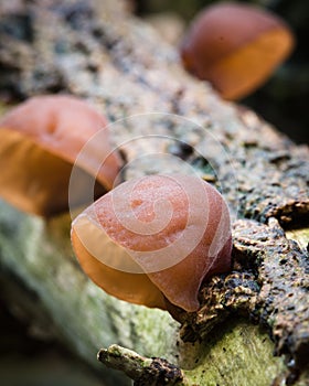 Fungi - Jelly ear - auricularia auricularia-judae