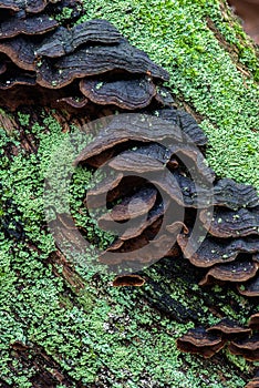 Fungi and Lichen