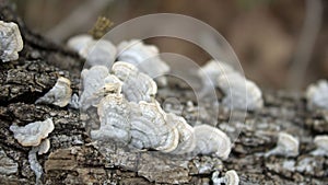 Fungi on log photo