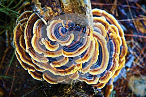 Fungi photo