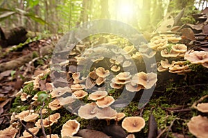 Fungi at Maliau Basin Conservation Area