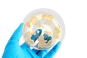 Fungi microorganisms on agar plate