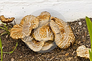 Fungi in Mulch