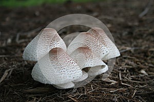 Fungi/Mushroom 2020 I