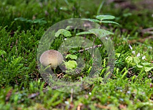 Fungi mushrooms of Austria