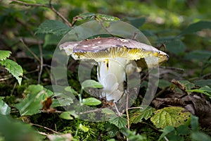 Fungi mushrooms of Austria