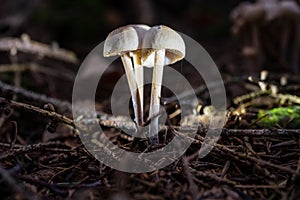 Fungi mushrooms of Austria