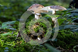 Fungi mushrooms of Austria