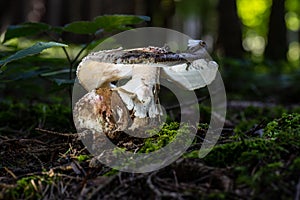 fungi mushrooms of Austria