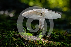 Fungi mushrooms of Austria