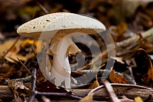 Fungi, mushrooms in a forest