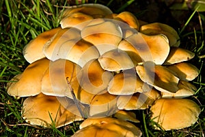 Fungi, mushrooms in a forest