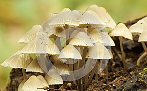 Fungi Mycena Abramsii