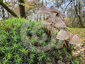 Fungi - Mycena inclinata - Clustered Bonnet