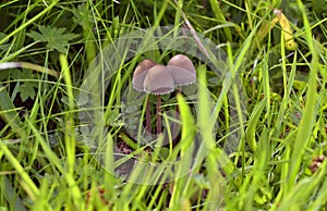Fungi in Old Meadow of West Central Scotland