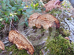 Fungi parasites mushrooms nature plants rarities colors photo