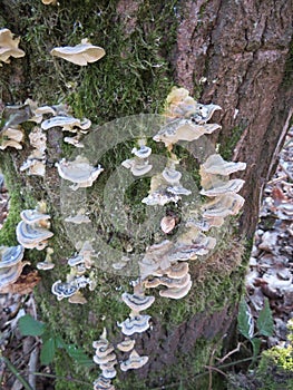 Fungi parasites mushrooms nature plants rarities colors