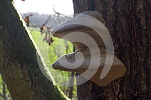 Fungi parasites or mushrooms on oak tree trunk for symbiosis