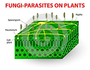 Fungi-parasites on plants photo