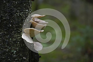 Fungi parasitizing on tree trunks. Light mushrooms on the dark bark of a tree.