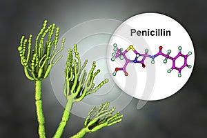 Fungi Penicillium producing penicillin antibiotic