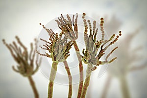 Fungi Penicillium roqueforti photo