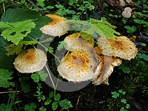 Fungi Pholiota squarrosa on tree in the green forest. Mushrooms on a log. Pholiota Squarrosoides.